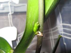 Размножаем орхидеи