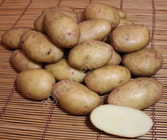 semennoy kartofel kupit clip image012