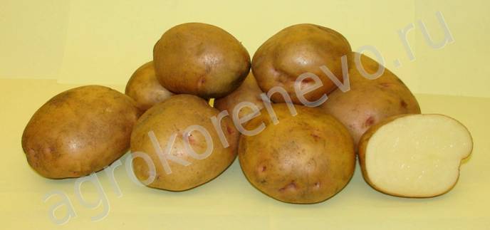 semennoy kartofel kupit clip image023