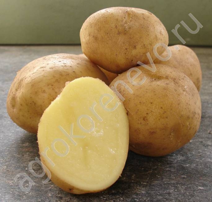 semennoy kartofel kupit clip image027