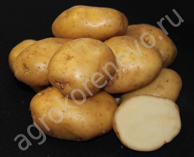 semennoy kartofel kupit clip image029