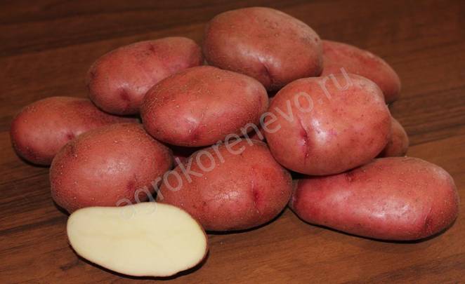 Метеор картофель характеристика отзывы. Агроцентр Коренево семенной картофель. Картофель сорт Армада. Сорт картофеля великан семена.